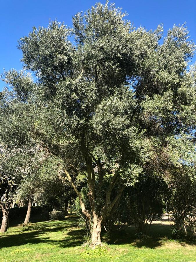 Bed and Breakfast Le Nid Des Corbieres Bizanet Exterior foto